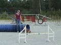 Pheobe the English Bulldog does Agility 2