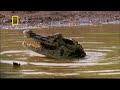 Giant Crocodilians