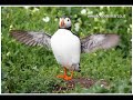 scozia isole farne