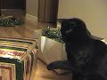 Christmas kitties - A Tink and Ranj Christmas Christmas kitties - A Tink and Ranj Christmas