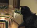 Christmas kitties - A Tink and Ranj Christmas
