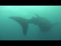 Whale shark and Tiger shark Cocos Island