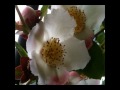 Click here to watch this video 瑠璃色の地球(with 塩Q～♪さん）.wmv