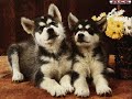 Who let the dog out?