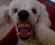 Caniche video