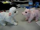 Pig meets Sheep