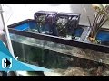 #10: 55 Gallon Drylok Background Turtle Tank Walkthrough