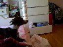 jumping chihuahua