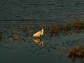 Cabo San Lucas - San Jose del Cabo Estuary Birdlife