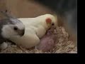 Baby Cockatiels Baby Cockatiels
