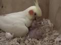 Baby Cockatiels