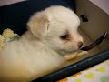 My maltipom puppy wont let me sleep