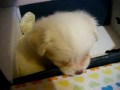 Maltipom