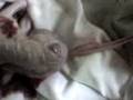 Cachorrinho nascendo o_O'