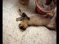 gatto obeso