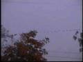 videos de Goose Hunters Paradise