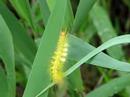 ???hairy caterpillar?