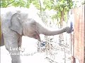 Elephant Art