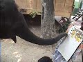 Elephant Art