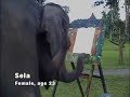 Elephant Art