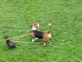 dog fun