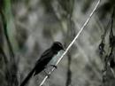 Willie Wagtail, Tyto Wetlands, Australia Dec 2007 Willie Wagtail, Tyto Wetlands, Australia Dec 2007