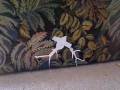 videos de paper pals encounter with chesse-it bombs