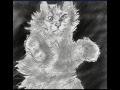 speed paint #2 - the cat