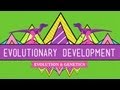 Evolutionary Development: Chicken Teeth - CrashCourse Biology #17
