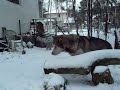 8 tydzien, na sniegu 8 tydzien, na sniegu