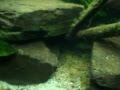 kribs breeding in discus tank