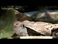 Snake Beauty 03 - Gaboon Viper 01