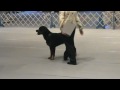 Mack competing in Novice A 113007 Mack competing in Novice A 113007