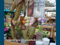 Rat-eating plant discovered in Philippines I was really lucky to see this plant at a Garden Centre by chance in London and I was able to capture some amazing images...And this was only discovered in mid of August.... A carnivorous pitcher plant that eats rats and insects has been discovered in the Philippines and named after Sir David Attenborough. The plant is among the largest of all pitchers and is believed to be the largest meat-eating shrub, dissolving rats with acid-like enzymes. The team of botanists, led by British experts Stewart McPherson and Alastair Robinson, found the plant on Mount Victoria in the Philippines. They were inspired to search for the plant after word that it is existed came from two Christian missionaries who described seeing a large carnivorous pitcher in 2000 after they climbed the mountain. Mr McPherson, of Poole Dorset, said: 