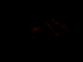 uni project- feotus piniatta video