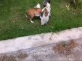 KIRO (MI AMERICAN STAFFORD)