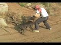 XTREMEK9SUPPLIES.COM Blue Pitbull Training on A Bite Sleeve