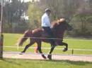 Hengstenkeuring Breiğablik #6 Hengstenkeuring Breiğablik #6