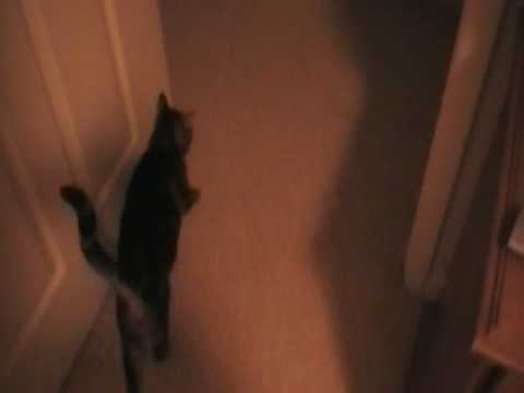 YouTube Preview Image