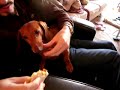 Bojoe eats a Snack Wrap