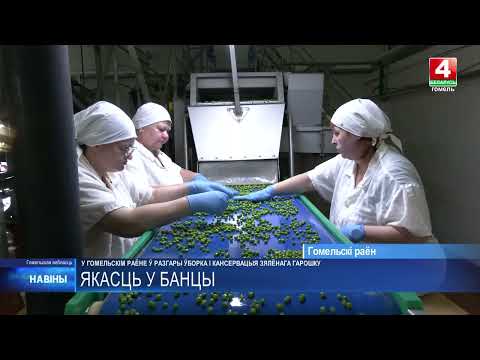 От поля до банки - меньше часа: в Гомельском районе идет уборка и консервация зеленого горошка видео