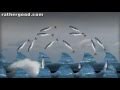 The Herring Horde