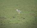 Red Lane birding November 2008
