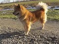 Eurasier H�ndin Chima