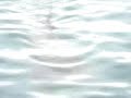 requin pelerin