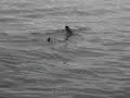 requin pelerin