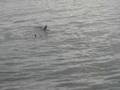 requin pelerin