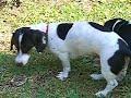 Miniature Dachshund Puppies Attack & Devour a Harmless Locus