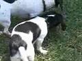 Salchicha video