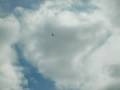Eagle In Flight